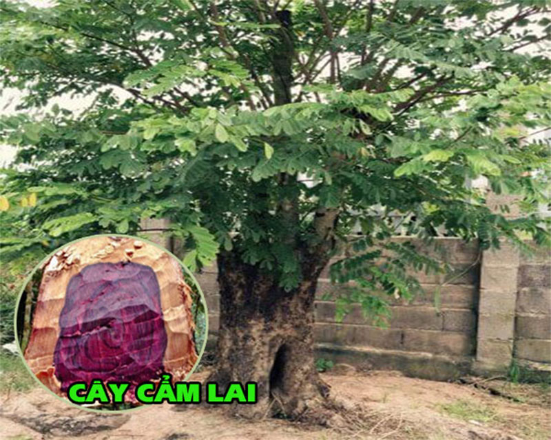 cây gỗ cẩm lai