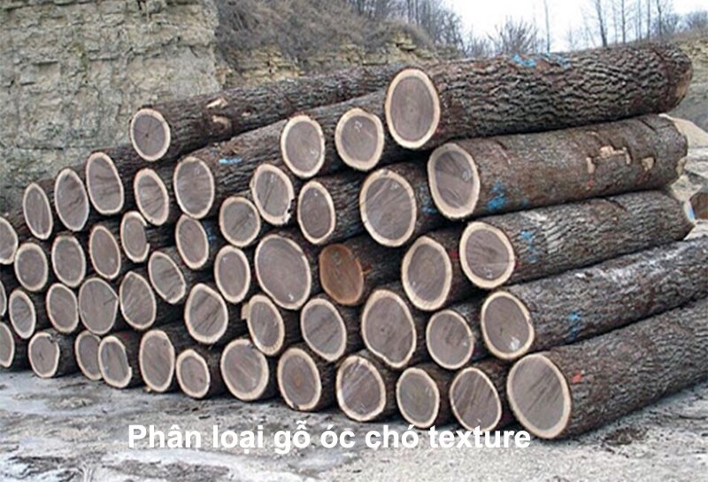 phân loại gỗ óc chó texture