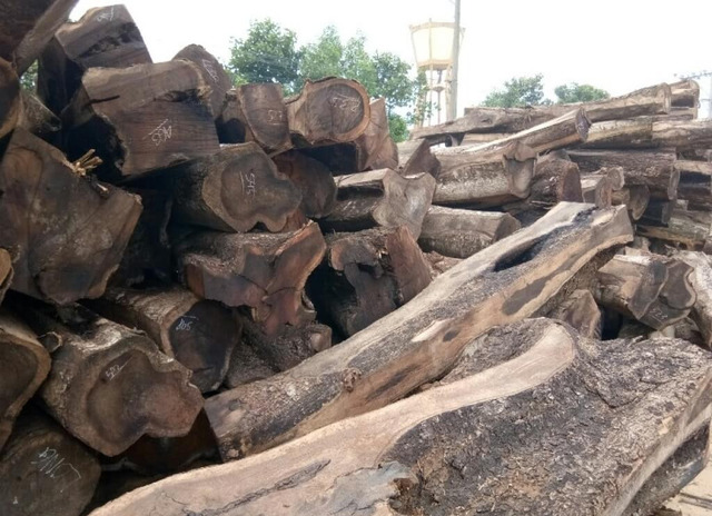 Gỗ Chiu Liu là gỗ gì Có tốt không Thuộc nhóm mấy hinh1 Gỗ Chiu Liu là gỗ gì Có tốt không Thuộc nhóm mấy hinh1