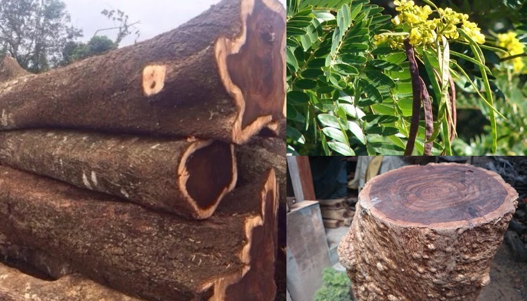 Gỗ Chiu Liu là gỗ gì? Có tốt không? Thuộc nhóm mấy? Gỗ Chiu Liu là gỗ gì? Có tốt không? Thuộc nhóm mấy?