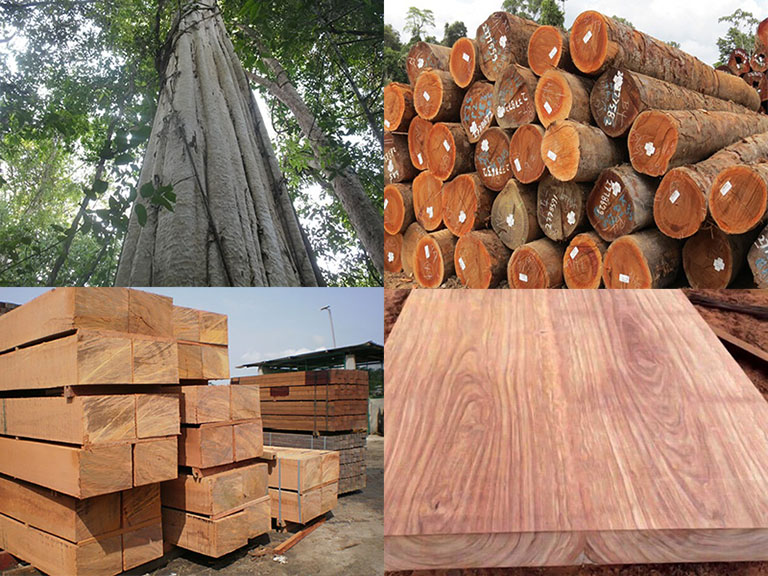 So sánh sàn gỗ Gõ Đỏ Lào và sàn gỗ Gõ Đỏ Nam Phi hinh1 So sánh sàn gỗ Gõ Đỏ Lào và sàn gỗ Gõ Đỏ Nam Phi hinh1