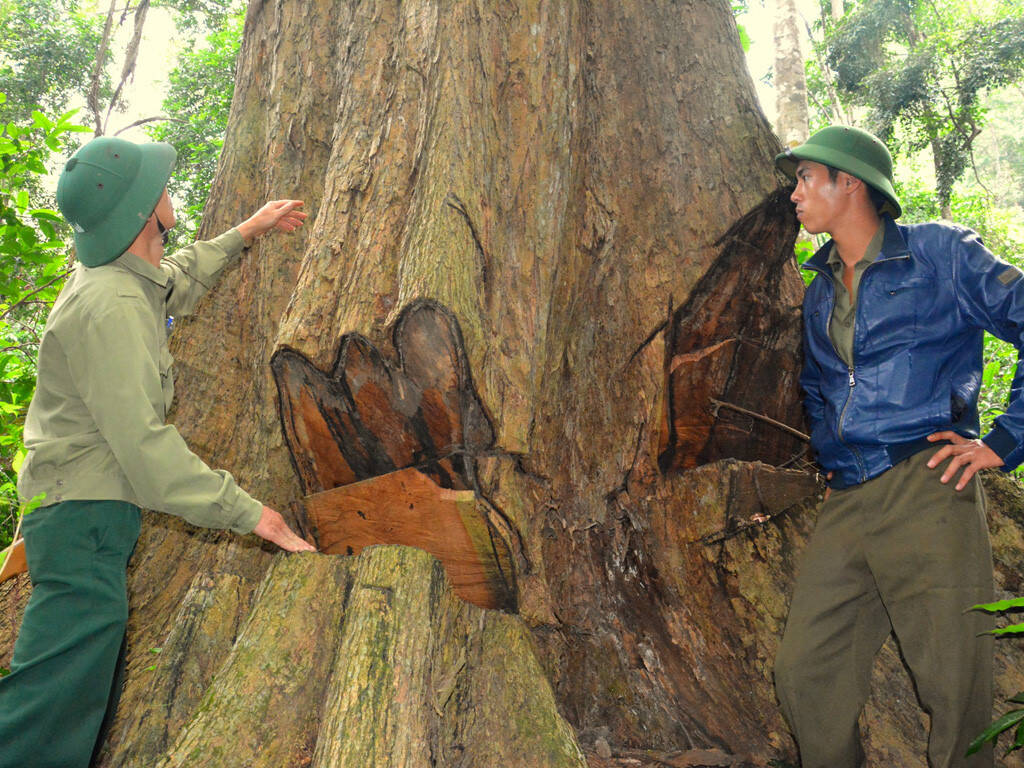 Cách phân biệt gỗ giáng hương thật giả Cách phân biệt gỗ giáng hương thật giả