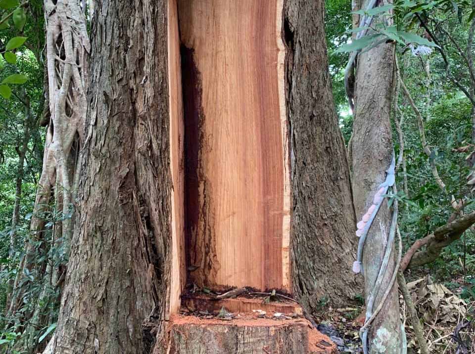 Gỗ giáng hương là gỗ gì có tốt không Gỗ giáng hương là gỗ gì có tốt không