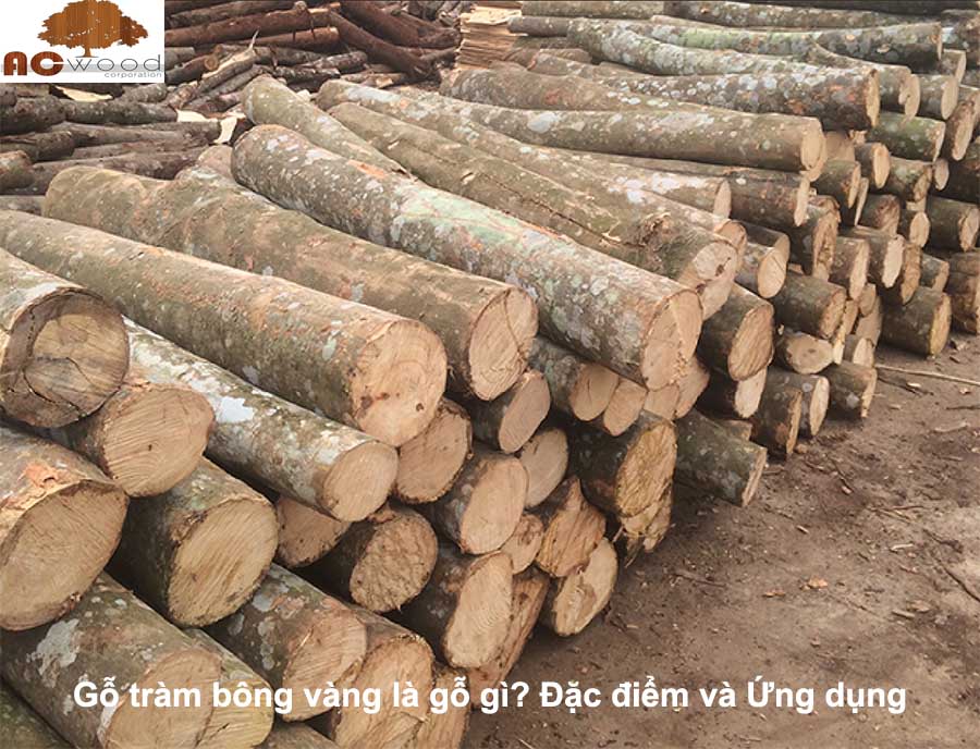 gỗ tràm bông vàng